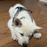 Companion Pet Hospital ico