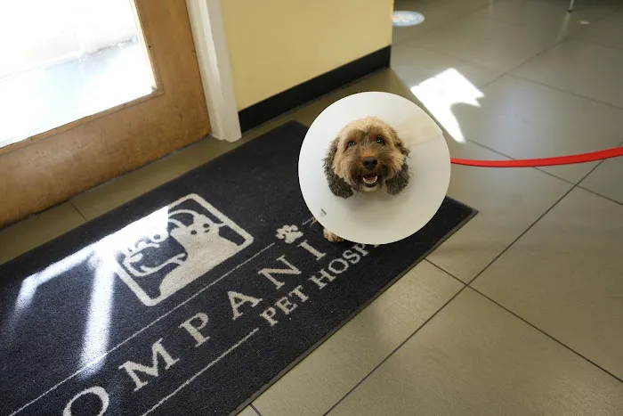Companion Pet Hospital Picture 10