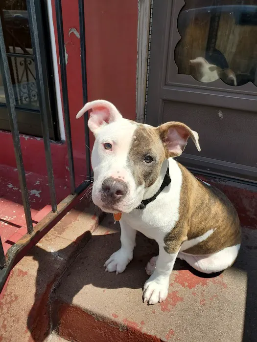 The Pet Mechanic Fishtown Picture 6