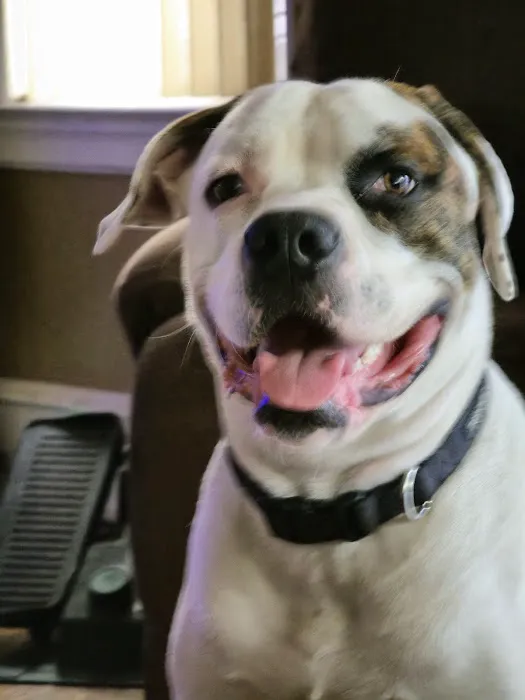 Banfield Pet Hospital Picture 2