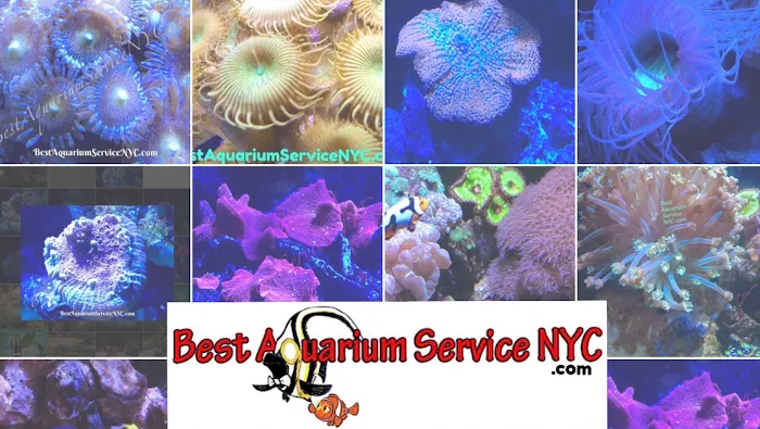 Best Aquarium Service NYC, Inc. Picture 6