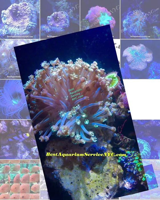 Best Aquarium Service NYC, Inc. Picture 9