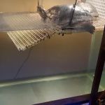 Best Aquarium Service NYC, Inc.