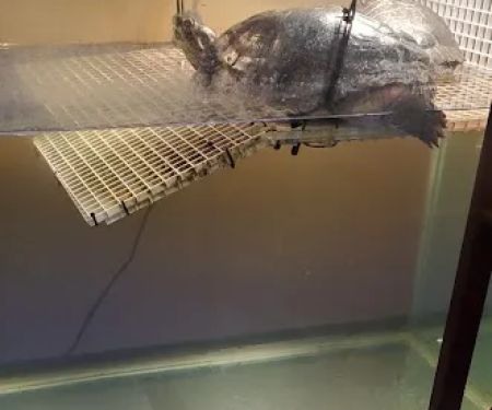 Best Aquarium Service NYC, Inc.
