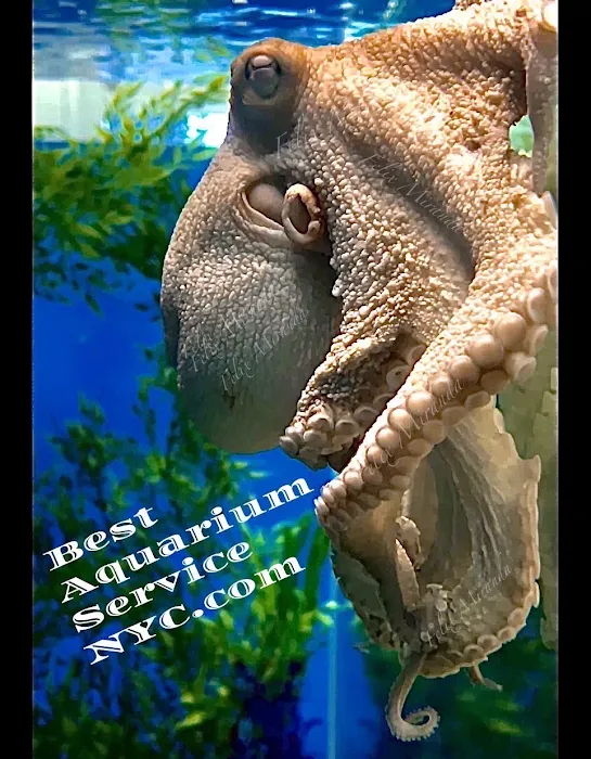 Best Aquarium Service NYC, Inc. Picture 10