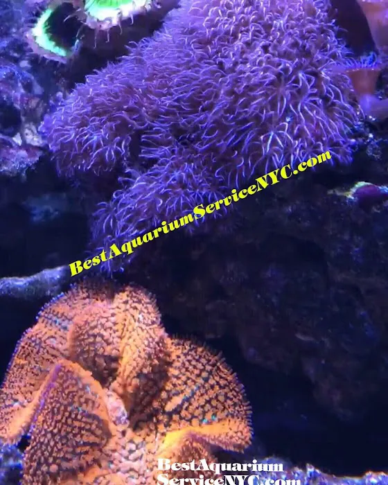 Best Aquarium Service NYC, Inc. Picture 8