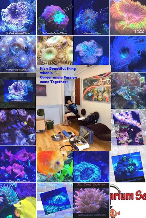 Best Aquarium Service NYC, Inc. Picture 4