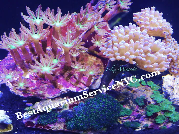 Best Aquarium Service NYC, Inc. Picture 7