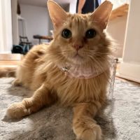 O'Neal Animal Hospital ico