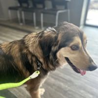 Philadelphia Animal Hospital ico