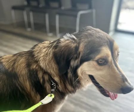 Philadelphia Animal Hospital