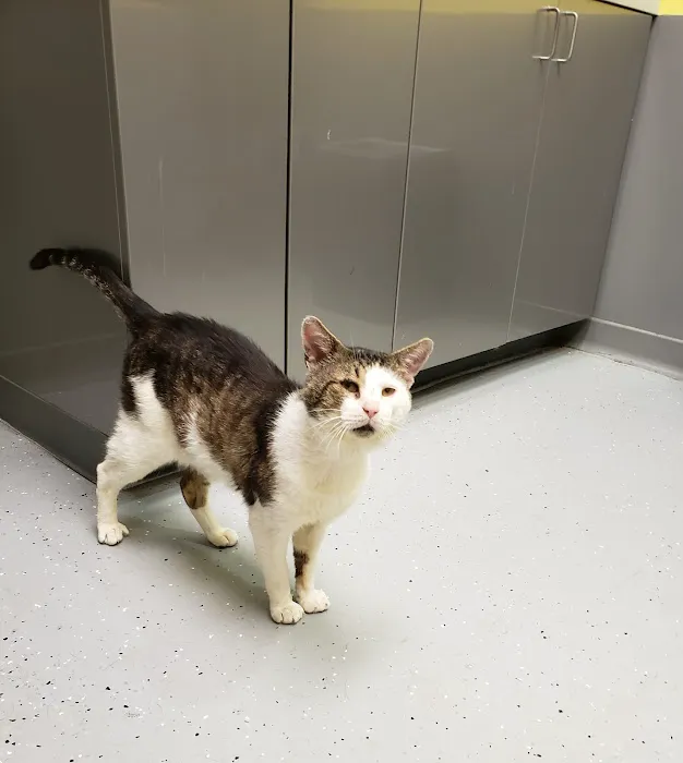 Philadelphia Animal Hospital Picture 3