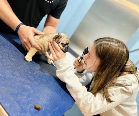 Agnew Veterinary Reproductive Services