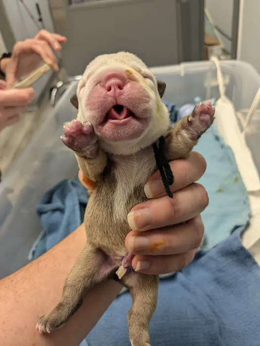 Agnew Veterinary Reproductive Services Picture 6