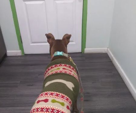 Pet Health Center