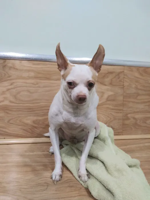 Pet Health Center Picture 3
