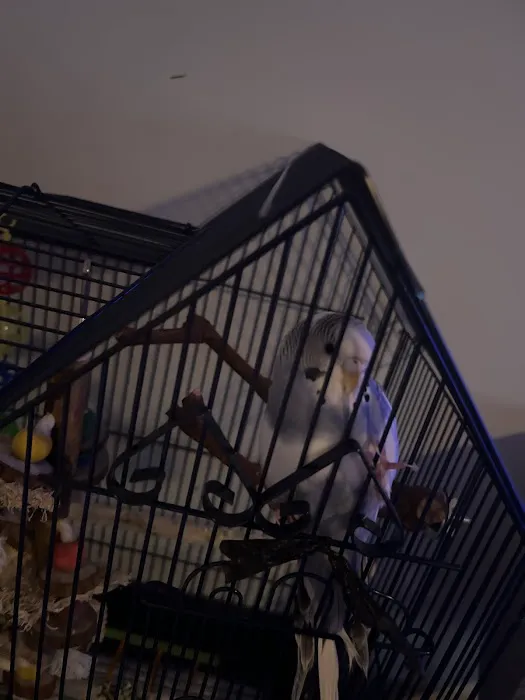 ALL 4 PETS Picture 10