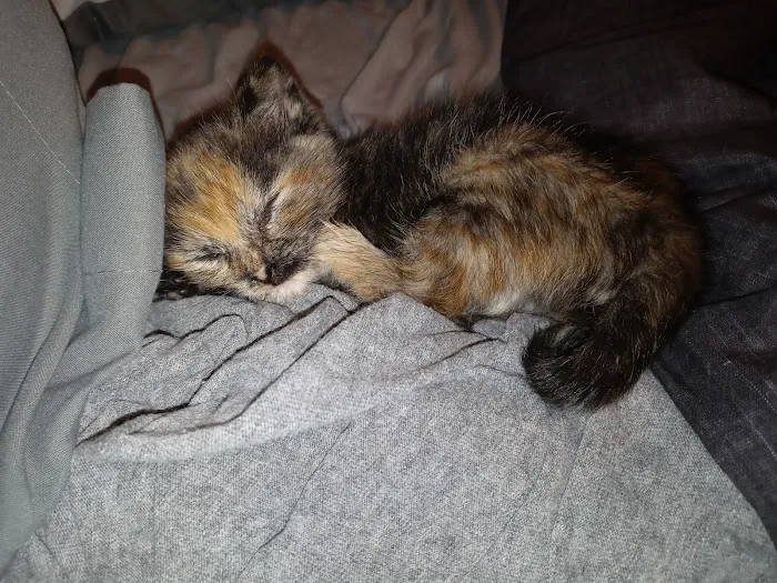 Frankford Animal Clinic Picture 5