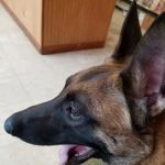 Frankford Animal Clinic