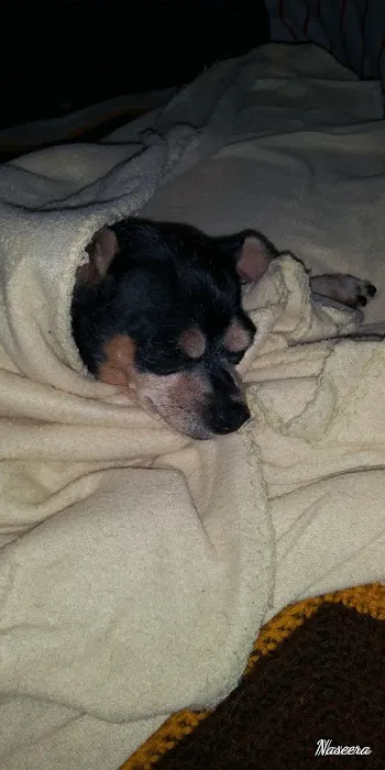 Frankford Animal Clinic Picture 7