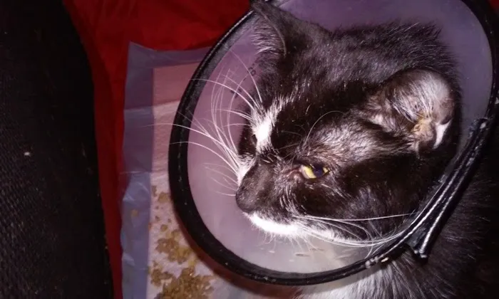 Frankford Animal Clinic Picture 9