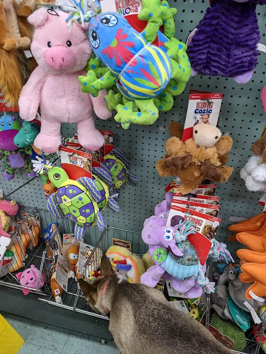 Whole Pets Market Picture 6
