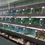 Whole Pets Market