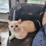 Magic Kittens Cattery