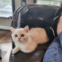 Magic Kittens Cattery ico
