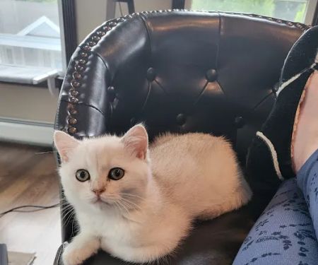 Magic Kittens Cattery