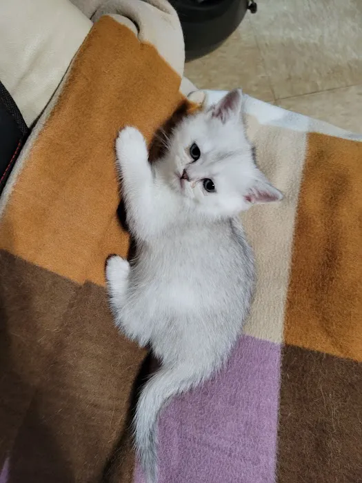Magic Kittens Cattery Picture 2