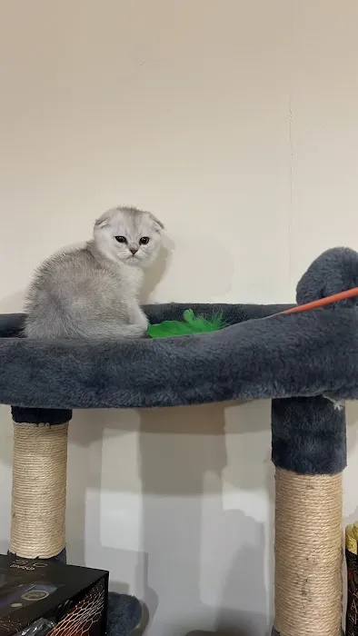 Magic Kittens Cattery Picture 4