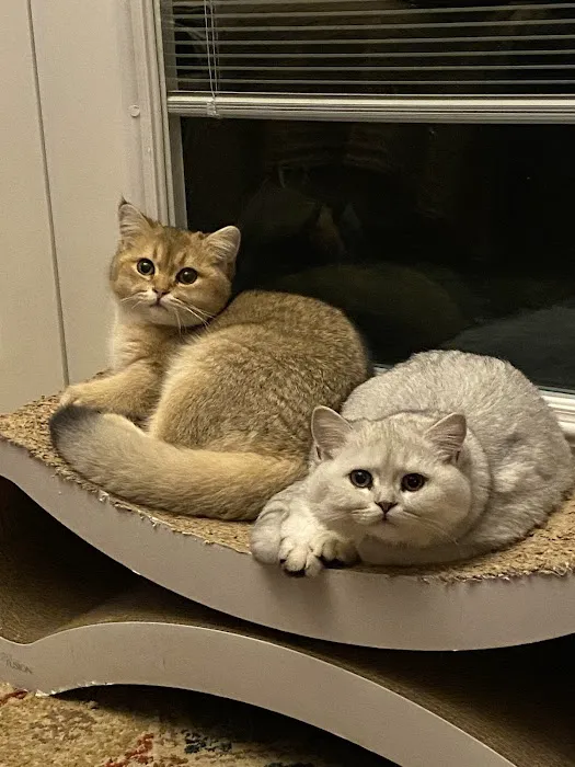 Magic Kittens Cattery Picture 5