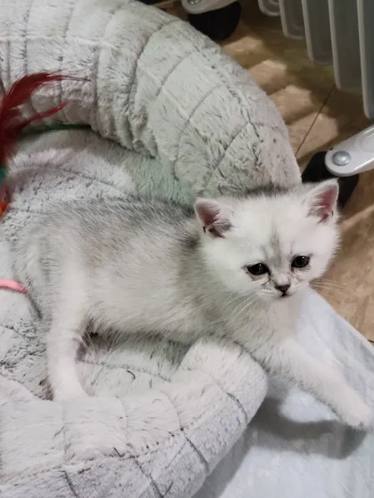 Magic Kittens Cattery Picture 9