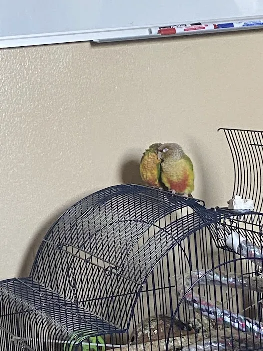 Empire Parrots Picture 10