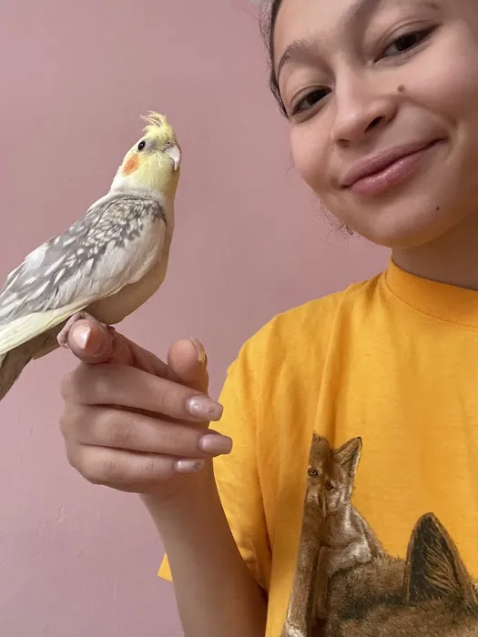 Empire Parrots Picture 1