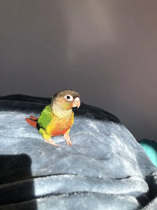 Empire Parrots Picture 4