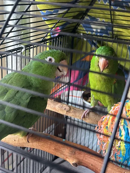 Empire Parrots Picture 6