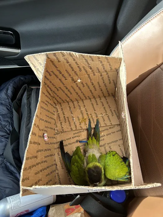 Empire Parrots Picture 7