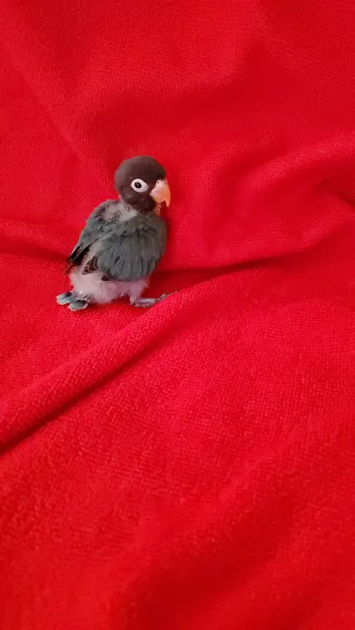 Empire Parrots Picture 8