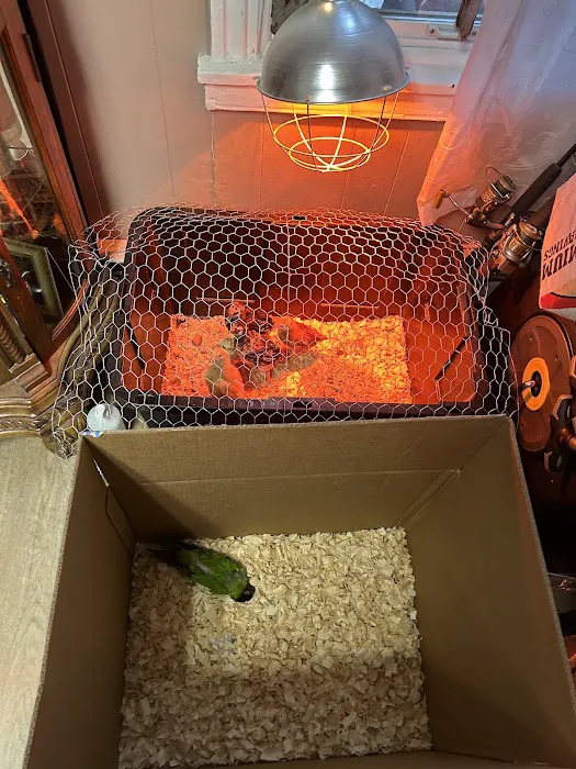 Empire Parrots Picture 5