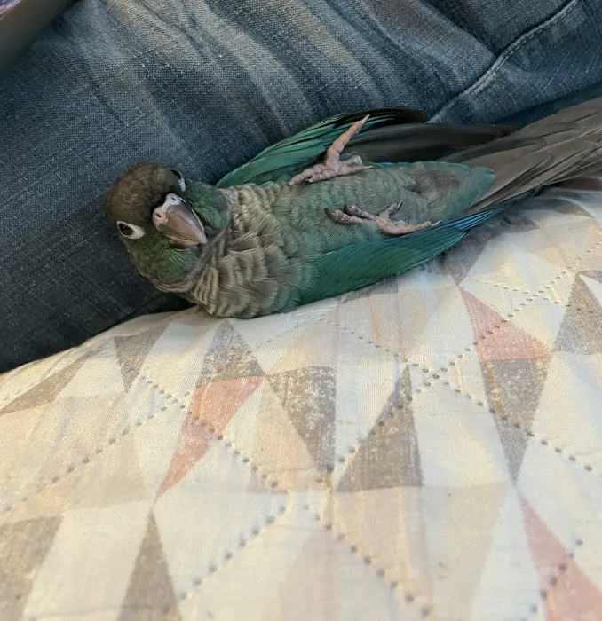 Empire Parrots Picture 2