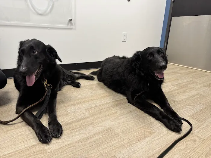 Pennsauken Animal Hospital & Urgent Care Picture 3