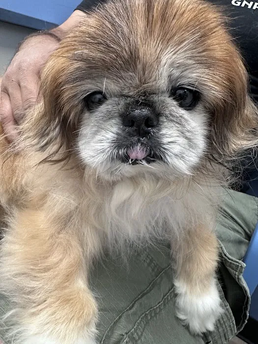 Pennsauken Animal Hospital & Urgent Care Picture 5