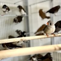 Wonder Pets corp ico