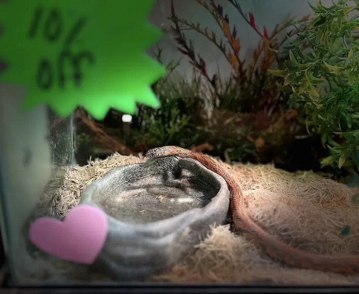 Wonder Pets corp Picture 2
