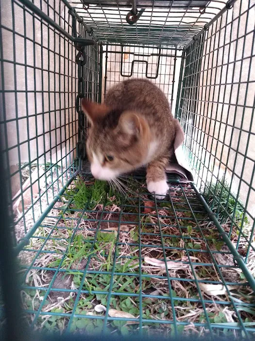 The Spayed Club Veterinary Clinic Picture 9