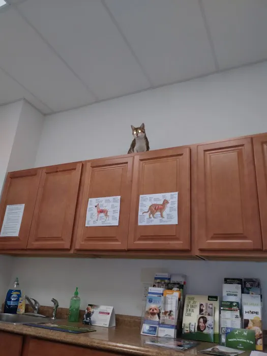 The Spayed Club Veterinary Clinic Picture 3