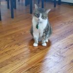 The Spayed Club Veterinary Clinic