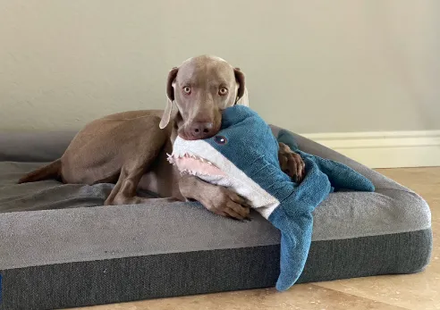 PetLove Picture 3